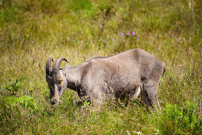 Side view of elephant on field