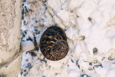 High angle view of shells on wall