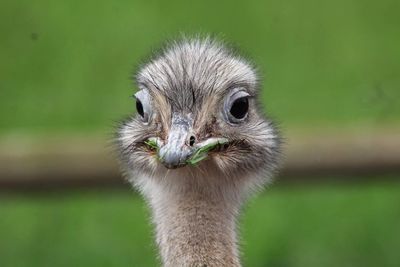 Close-up portrait of ostrich