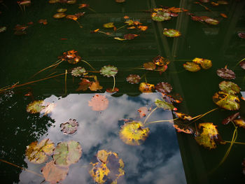 Close-up of plants floating on water against sky