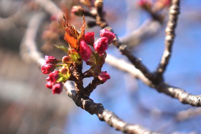 Close-up of cherry blossom on tree