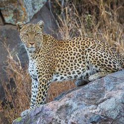 View of cat on rock