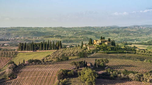 High angle view of vineyard against sky