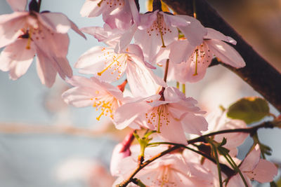 Close-up of pink cherry blossoms