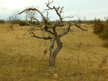 Bare trees on field