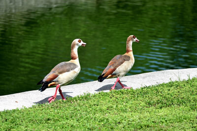 Ducks on a lake