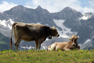 Cows on field against mountains