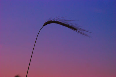 Low angle view of silhouette plant against clear sky