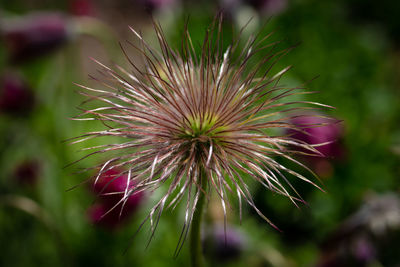 Close-up of pink flower