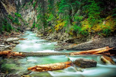 River flowing at forest