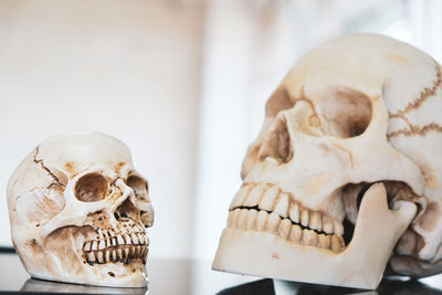 Close-up of human skulls on table