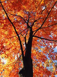 Low angle view of tree during autumn