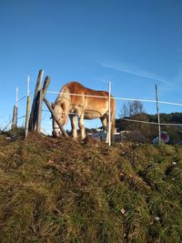 Horse grazing in field