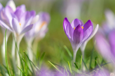 Close-up of purple crocus flowers growing on field