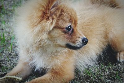 Close-up of a dog looking away