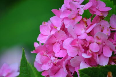 Close-up of pink flowering plant