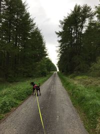 Rear view of person on road amidst trees