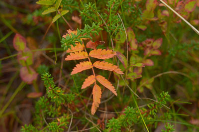 Close-up of green plant on land