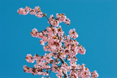 Low angle view of cherry blossoms against clear blue sky