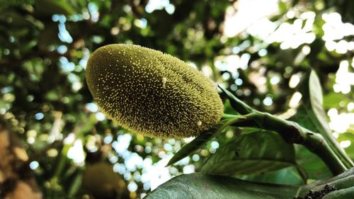 Close-up of fresh green tree