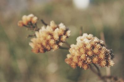 Close-up of wilted flower