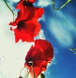 Close-up of red flowers