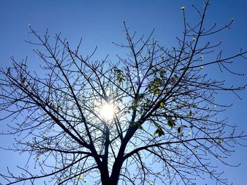 Low angle view of silhouette bare tree against blue sky