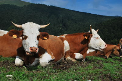 Cows resting on field against trees