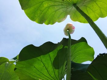 Low angle view of flowering plant against sky