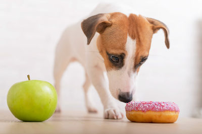 Close-up of dog eating apple