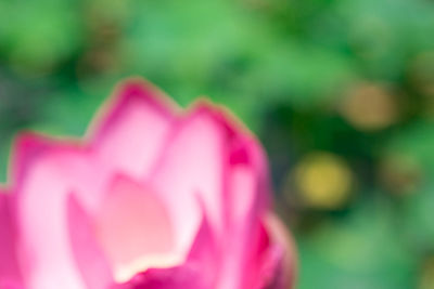 Close-up of pink flower