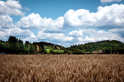 Scenic view of agricultural field against sky