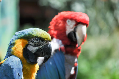 Red and blue macaw parrots