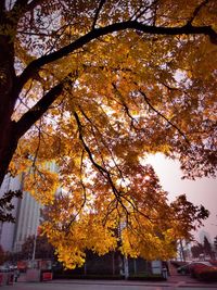 Low angle view of autumn tree in city