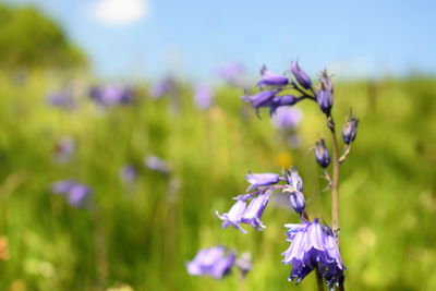 Close-up of purple flowering plants against blurred background