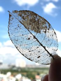 Close-up of hand holding leaf against sky