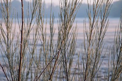 Close-up of grass against sky during sunset