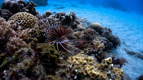 View of coral in sea