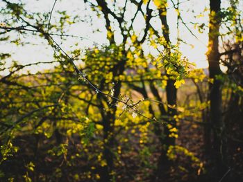 Close-up of yellow flowers growing on field