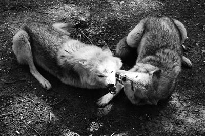 High angle view of two wolves