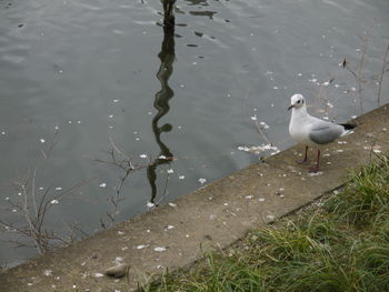 High angle view of seagulls perching on lakeshore