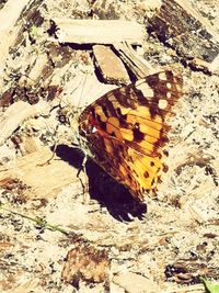 High angle view of butterfly on land