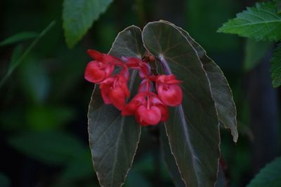 Close-up of insect on red flowers