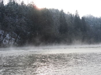 Scenic view of lake in forest