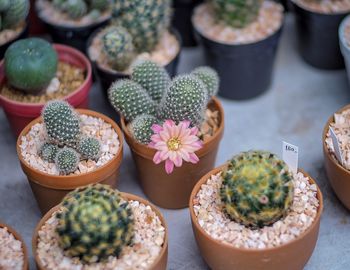 High angle view of potted plants on table