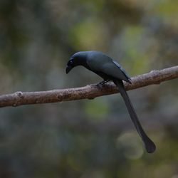 Close-up of bird perching on branch