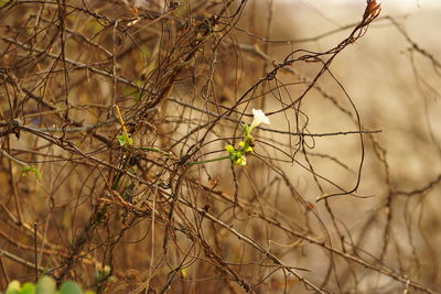 Close-up of plants on branch