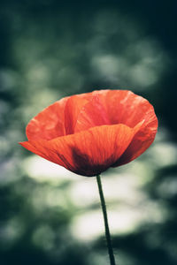 Close-up of red poppy blooming outdoors