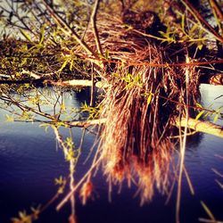 Reflection of trees in water