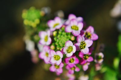 Close-up of flowers blooming outdoors